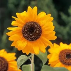 【花の種】５ｇ（５０粒以上）　大きいひまわり　大輪一重咲黄色　巨大輪イエロー