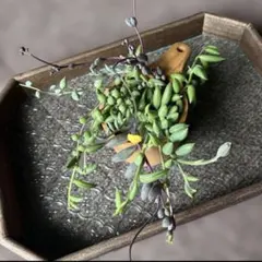 多肉植物　ネックレス　７種ミックス　50gセット