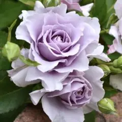 YOKO様 リクエスト 2点 まとめ商品