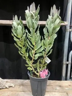 2026年最新】オージープランツの人気アイテム - メルカリ