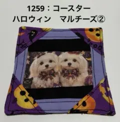 1259：コースター　ハロウィン　マルチーズ②