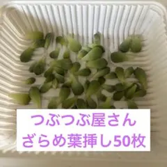 つぶつぶ屋さん　ざらめ葉挿し50枚のサムネイル