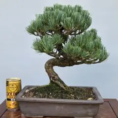 2025年最新】銀八房五葉松の人気アイテム - メルカリ