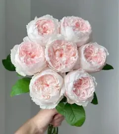 薔薇 バラ苗 イングリッシュDAローズ 接木 開花中 charity - メルカリ
