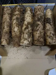 長芋 (山芋 やまいも)のサムネイル