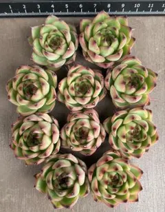 にゃろ☆プロフ読んでね☆様 リクエスト 2点 まとめ商品