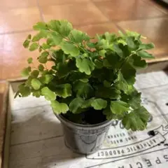 nanana7様 リクエスト 2点 まとめ商品