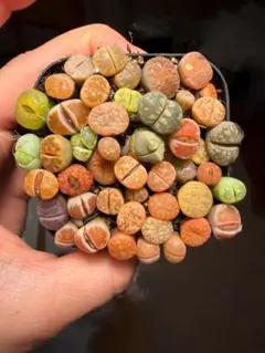 多肉植物　リトープス　カラフル箱　写真通り　土付き　45苗