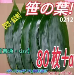 笹の葉 　80枚（0212）自生物　ネコポス発送　福井県産