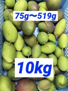 摘果マンゴー 12kg - メルカリ