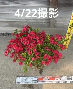 ※超メルカリ市限定※ イマショウジョウ　今猩々　クルメツツジ　赤花のサムネイル