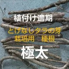 植え付け適期　極太１０本　とげなしタラの芽 栽培用種根のサムネイル