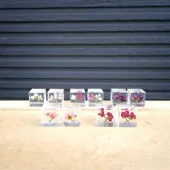 ★ 氷花キューブ ★ イヤリング スクエア ドライフラワー 押し花