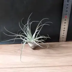 MS164 10株セット Alocasia chaii アロカシア チャイ MS166 10株セット Alocasia chaii アロカシア チャイ - メルカリ