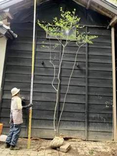 ドウダンツツジ『特大』。引き取り限定❗️近畿地方のみ配達も可能