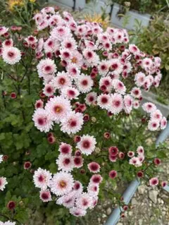 k&k様 リクエスト 2点 まとめ商品