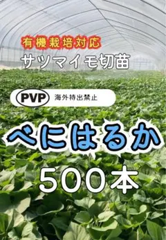 【物価高応援価格】茨城県産☆紅はるか苗 500本 4月中旬発送分 物価高応援価格】茨城県産☆紅はるか苗 500本 - メルカリ