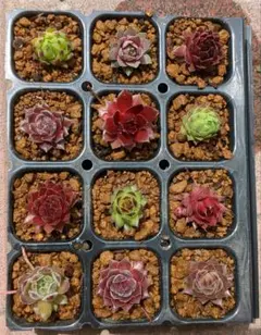 かやさま。速達　カラフル　センペルビウム　寄せ植えセット　②　多肉植物