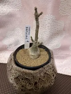 パキポディウム サキュレンタム 斑入り - メルカリ
