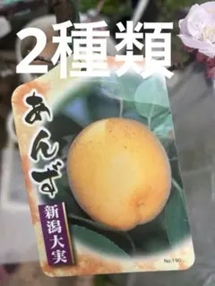 超メルカリ市限定価格　あんず 新潟大実 苗木 2本セット 果樹　実付き 超メルカリ市限定価格 あんず 新潟大実 苗木 2本セット 果樹 実付き