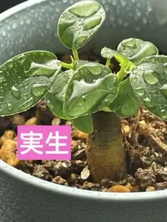 2025年最新】ガジュマル 実生の人気アイテム - メルカリ