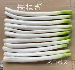 長ねぎ【ねぎ】のサムネイル