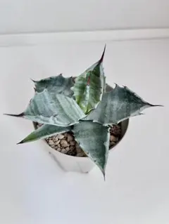 2025年最新】アガベ コロラータの人気アイテム - メルカリ