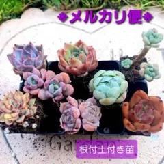 704.多肉植物☆人気☆韓国レア苗　グレース、女雛錦　ロココ　他８苗※メルカリ便