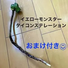 発根済み◆イエローモンスター タイコンステレーション　おまけ付きのサムネイル