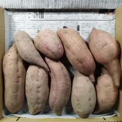 国産　農薬不使用　安納芋　サツマイモ　⑤