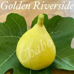 イチジクの良苗。Golden Riverside UCR 278-128のサムネイル
