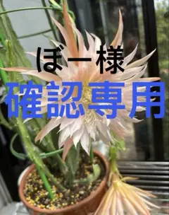 2026年最新】孔雀サボテン抜き苗の人気アイテム - メルカリ