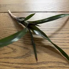 ネオレゲリアディアブロ ネグロNeoregelia 'Diablo Negro②のサムネイル