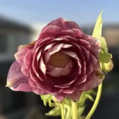 バ*カ様 ラスト1点■広瀬園芸■全身烏 艶々 クリスマスローズ 2026年最新】広瀬園芸 クリスマスローズの人気アイテム - メルカリ