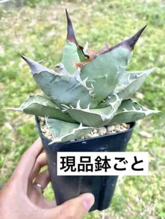 P*N様 ⑤ アガベ グリズリー 高級種 イラン産輸入株 チタノタ 白鯨