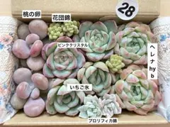 28 多肉植物　多肉弁当　詰め合わせ　寄せ植え　セット　カット苗　韓国苗　エケ