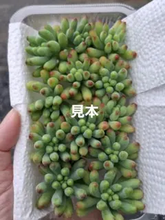 71多肉植物乙女心おまかせカット12株