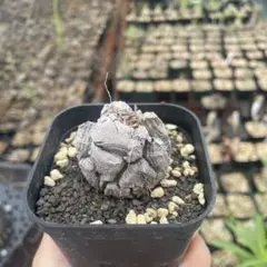 亀甲竜のサムネイル