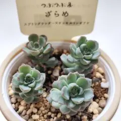 多肉植物 セダム 古都の葉さん苗☆小桃いろは☆ カット苗 - メルカリ