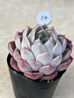 ichika様 リクエスト 3点 まとめ商品