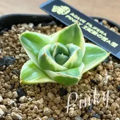2026年最新】アガベ ピンキーの人気アイテム - メルカリ
