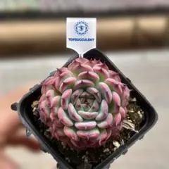 レア多肉⭕️スターファイヤー⭕️カット苗 - メルカリ