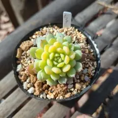 2025年最新】おらいさん苗 ちょこんの人気アイテム - メルカリ