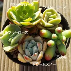 Rosemary様 リクエスト 3点 まとめ商品