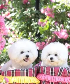 オーダー専用です