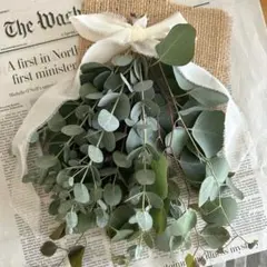 無農薬栽培ユーカリフレッシュスワッグ ポポラス＆シルバーダラーmixネコポス発送