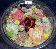 全部名前付き❣️多肉植物❤️エケベリア等17個とセダムカット苗詰め合わせセット❤️⑥❤️