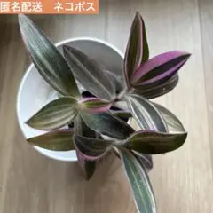 抜き苗　ムラサキゴテン　パープルハート　斑入り　【ガーデニング】