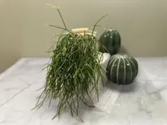 2025年最新】リプサリスの人気アイテム - メルカリ