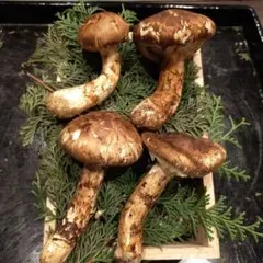 2025年最新】長野松茸の人気アイテム - メルカリ